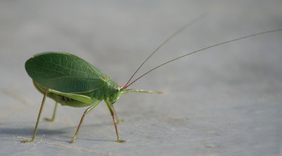 Grasshopper of some kind