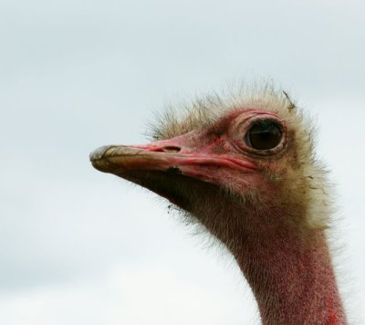 Ostrich