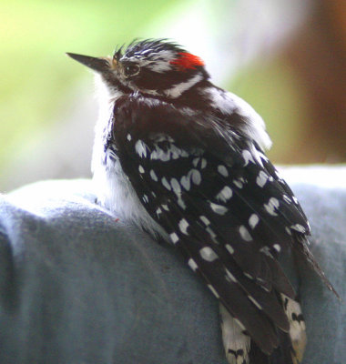 Young Downy Woodpecker