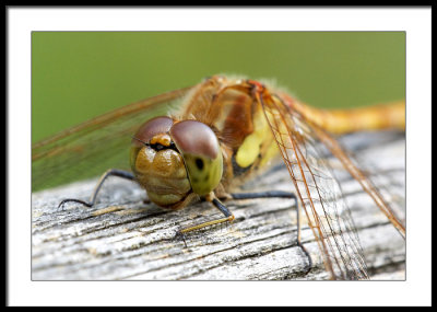 Dragonfly's head...