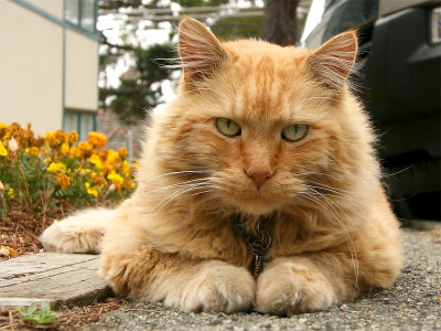 Carmel Cat