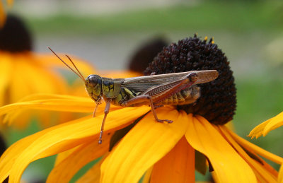  Grasshopper on a Brown eyed susan