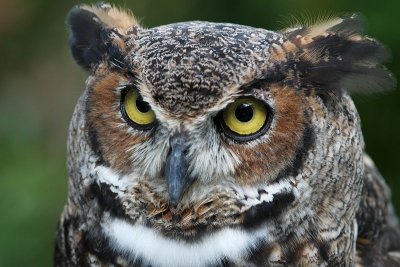 Great Horned Owl