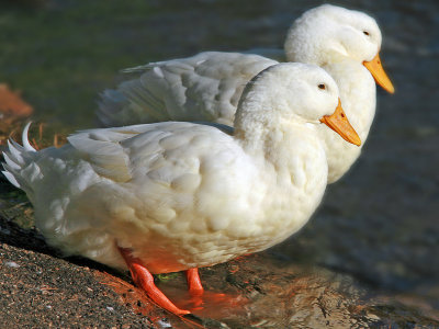 White Ducks