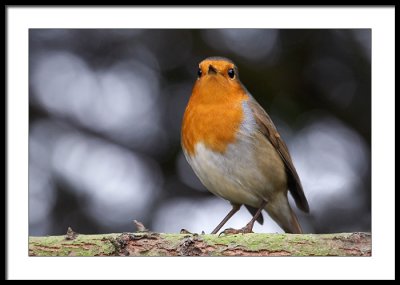 Robin, extremely Red Breast...