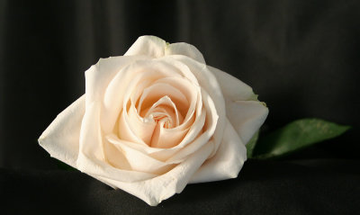  White rose