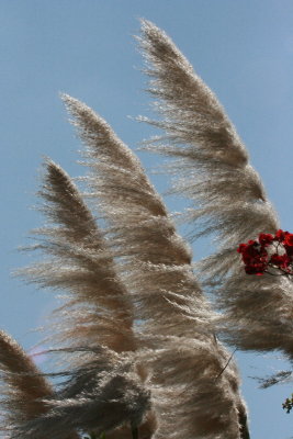Touch of RED