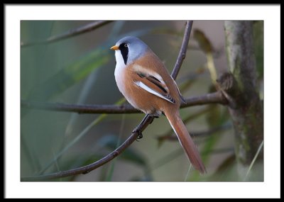 Bearded Tit - male