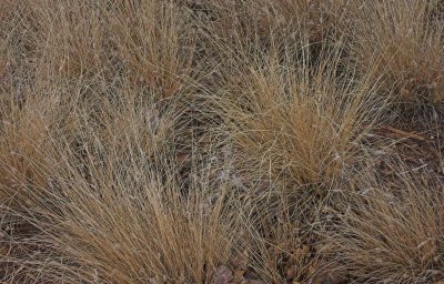 dcorrin - fill the frame prairie grass in winter