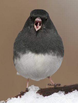 Dark-eyed Junco