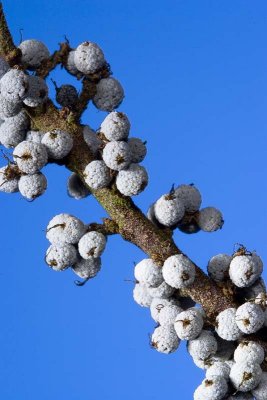 Seeds