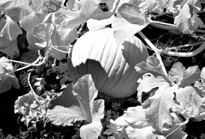 OCTOBER PUMPKIN