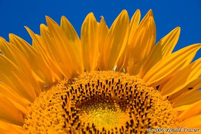 Sunflower Spirit - 2006 UMD Photo Contest Winner - Nature