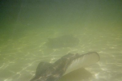 image_1152699912006111914447.jpg