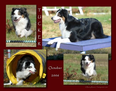 Spirit and Tucker Agility Practice 10-15-06