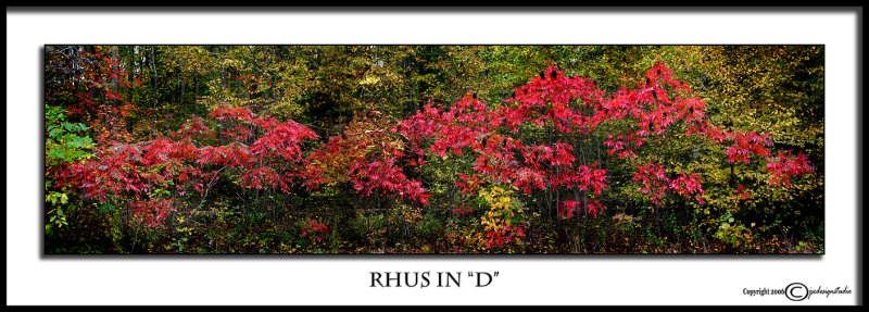 Rhus in D