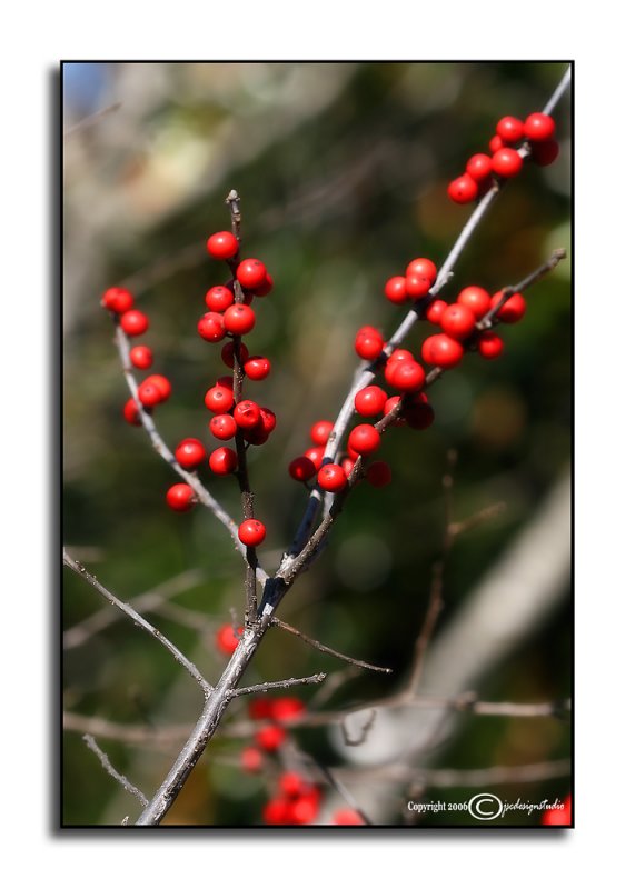 Seasonal Colors<p>December 6