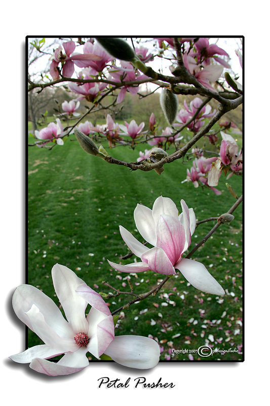 Spring Fling II<br>Petal Pusher