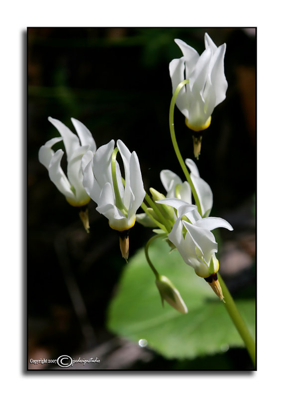 Dodecatheon meadia