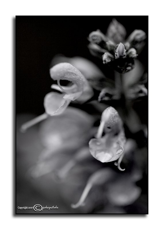 Salvia officinalis B&W