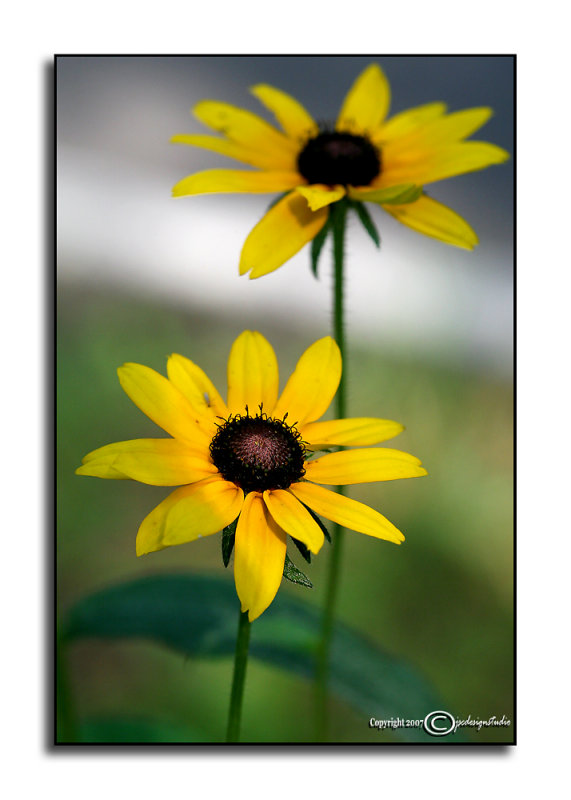 Good Morning Sunshine<p>July 2