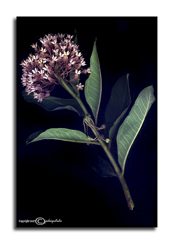 Asclepias syriaca<p>July 4