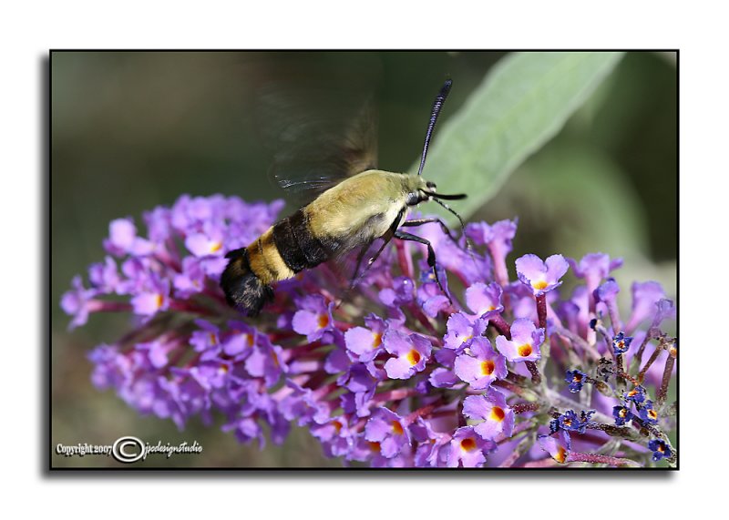 Hemaris diffinis<br>Snowberry Clearwing Moth<br>July 29