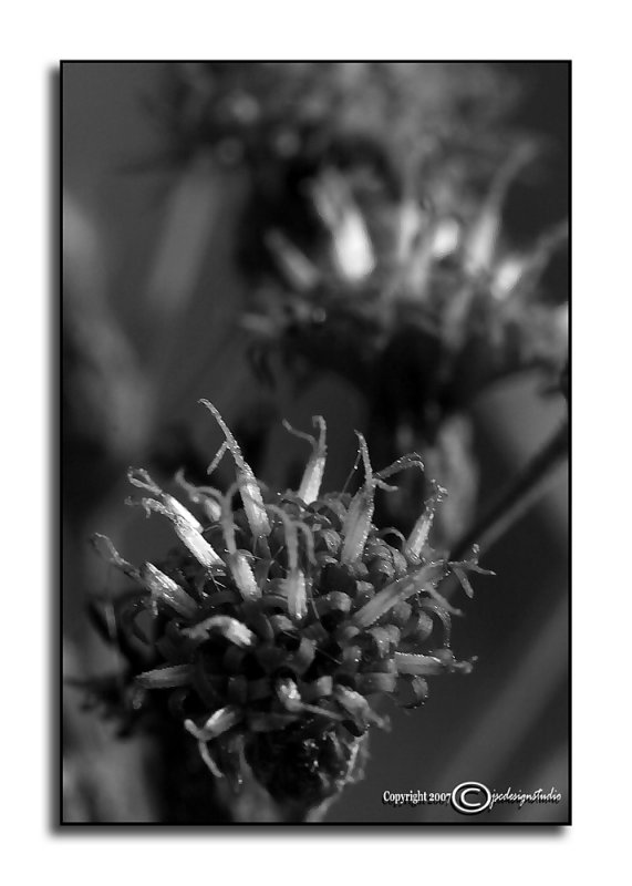 Ambient Achromatic August XXXV<p>August 27