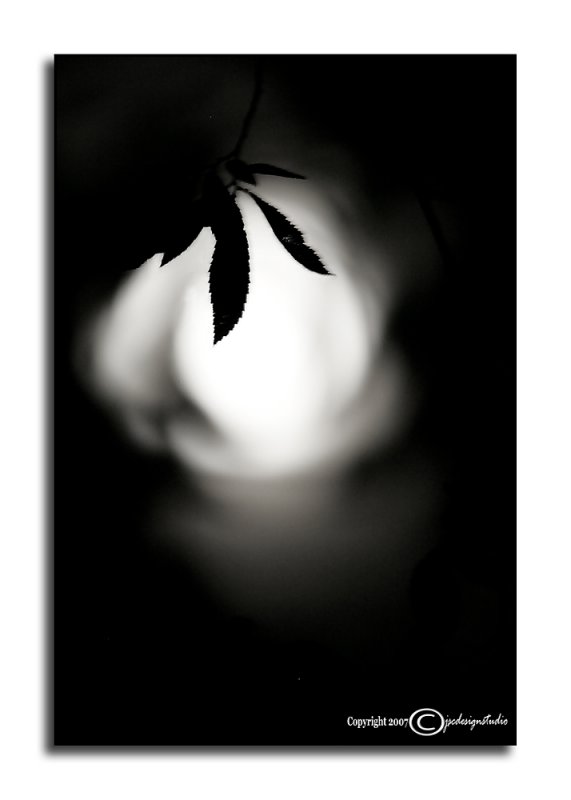 Ambient Achromatic August XXXVI<p>August 28