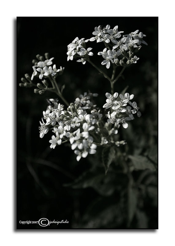 Verbesina virginica<p>September 18