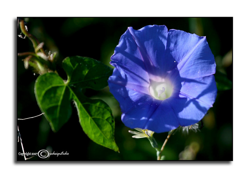 Blue<p>September 21