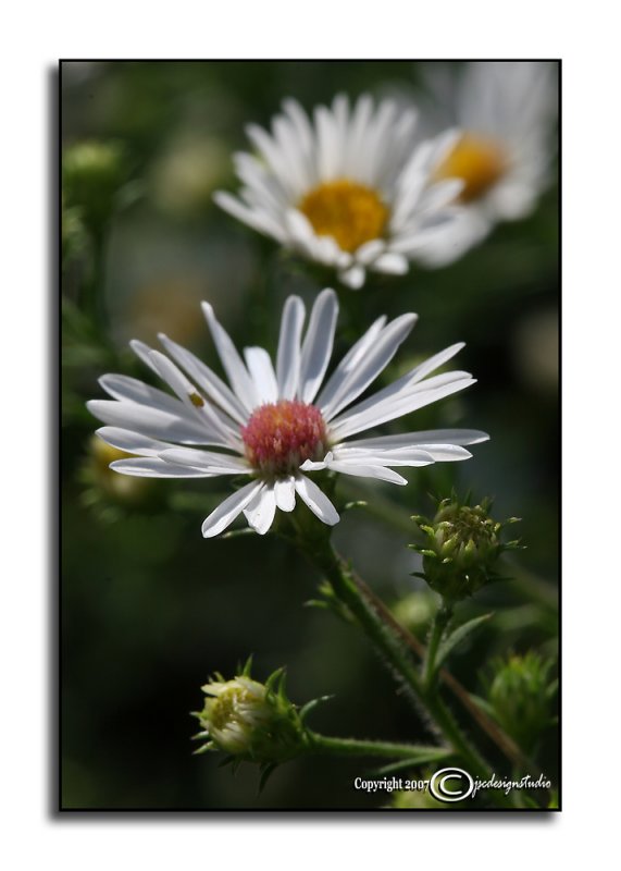 Aster pilosus<p>October 2
