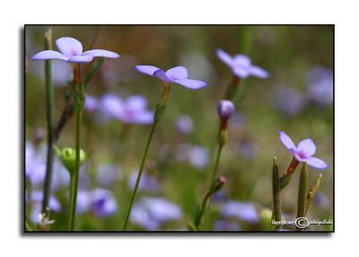 Hydyotis crassifolia