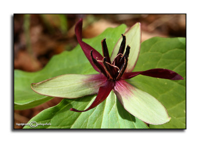 Trillium stamineum