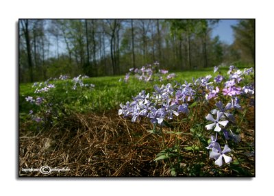 Phlox divericata