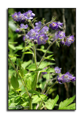 Phacelia bipinnatifida