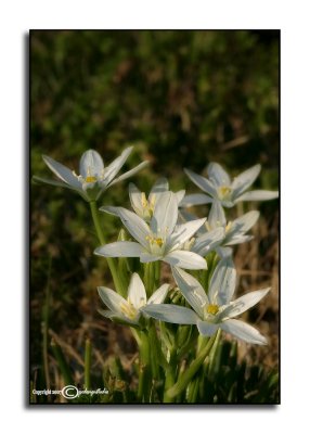 Star-of-Bethlehem