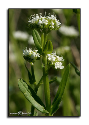 Valerianella radiata (Crop)