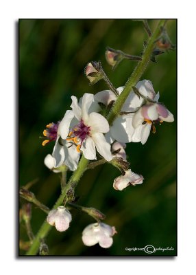 Verbascum blattaria<p>May 26