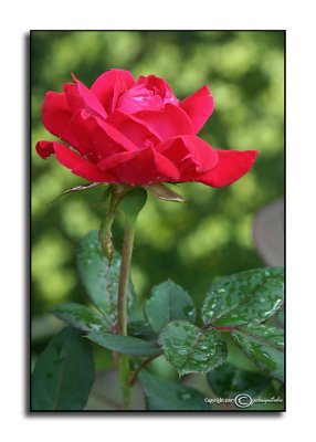 Rosa RedJuly 9