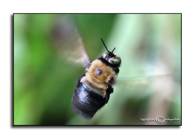 Flight of the Carpenter Bee