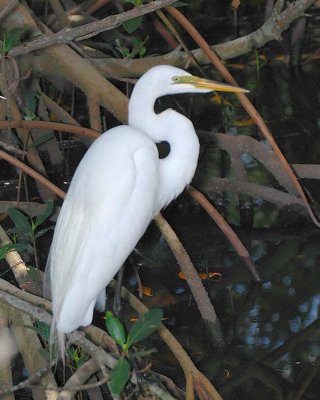 American Egret in Mangroves