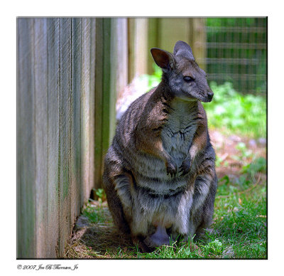Kangaroo