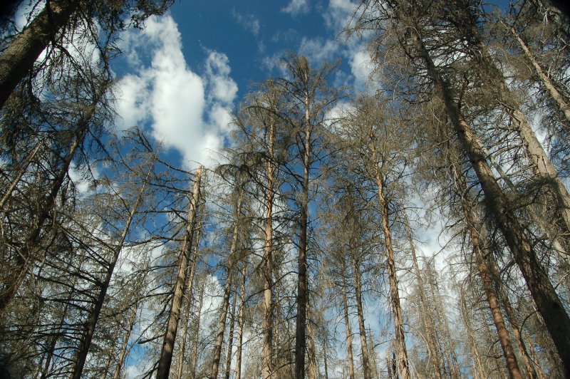Trout Lake Hike