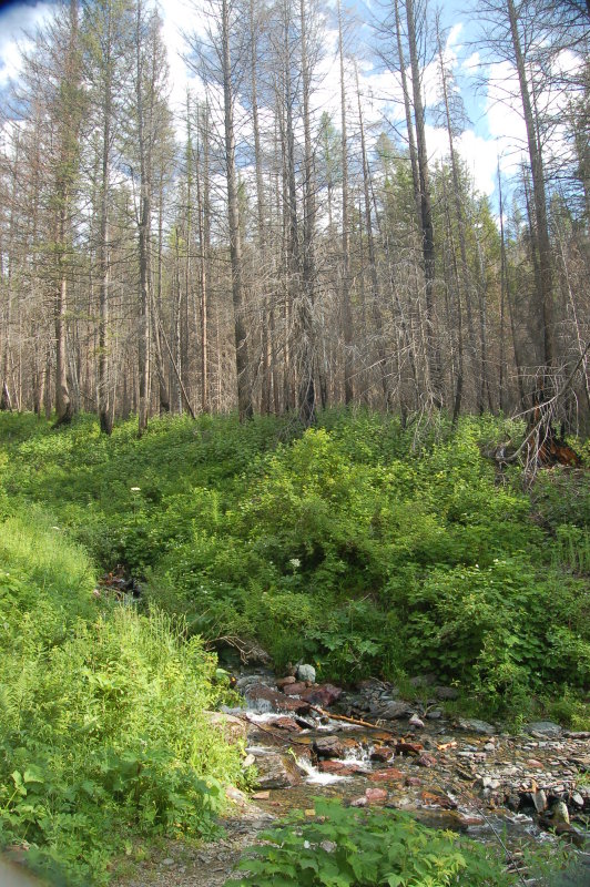 Trout Lake Hike
