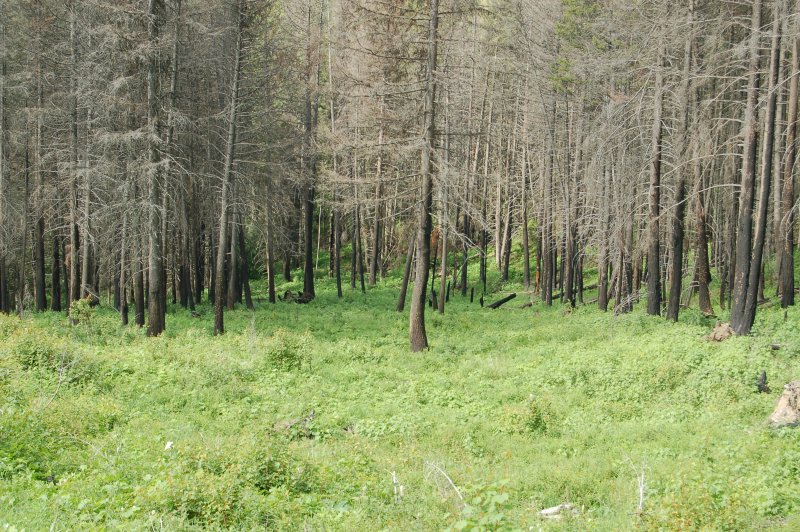 Trout Lake Hike