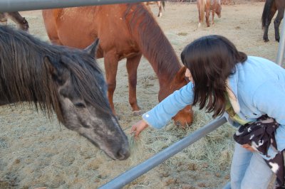 jan_27_horse