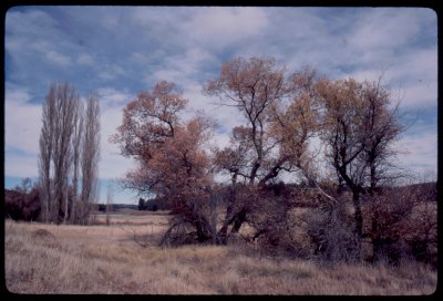 Cuyamaca