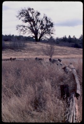 Cuyamaca