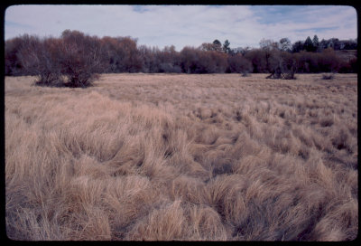 Cuyamaca